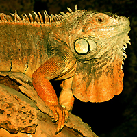 Groene leguaan